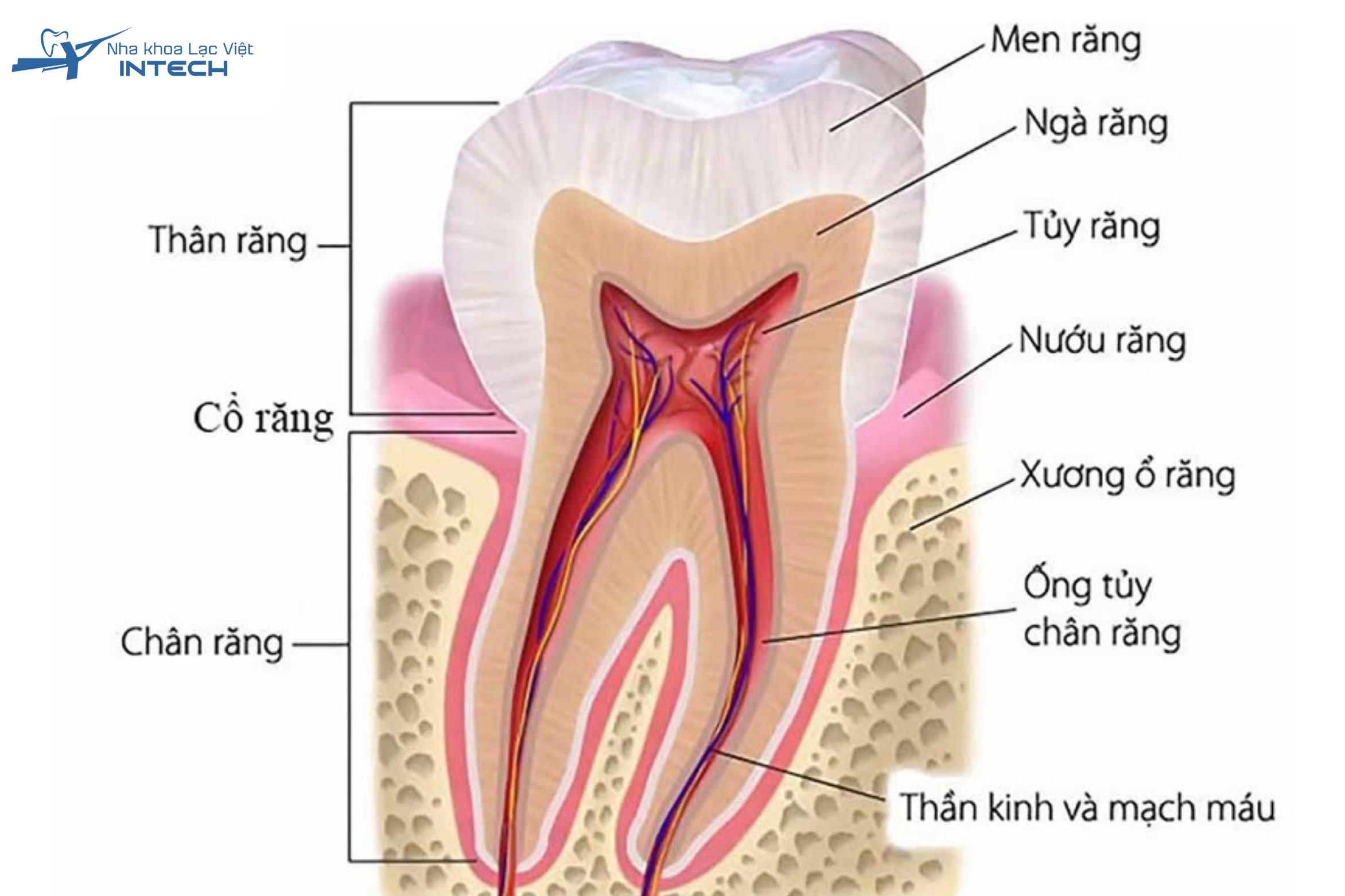 Cấu trúc của răng sữa ở trẻ