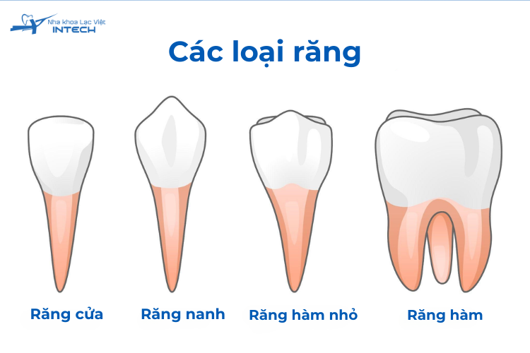 Thời gian điều trị tủy răng thay đổi tùy thuộc vào loại răng, mức độ tổn thương, hình dạng ống tủy và công nghệ được sử dụng trong điều trị