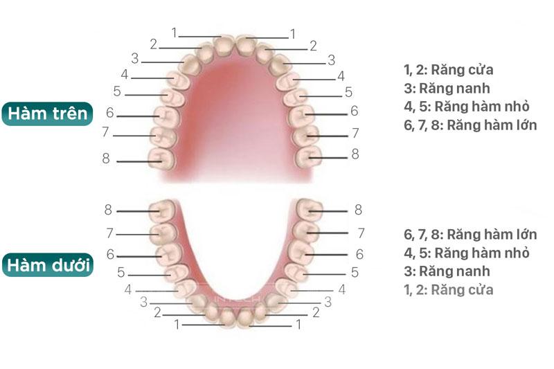 Cấu trúc răng hàm