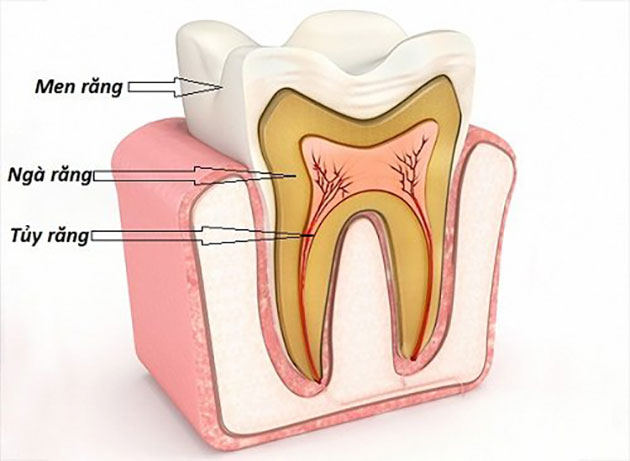 cấu tạo của răng