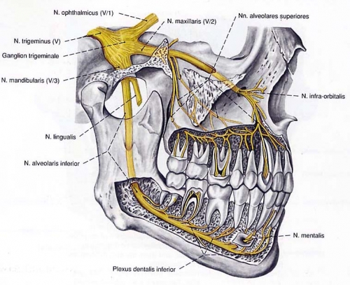 Gây tê trong điều trị tủy răng